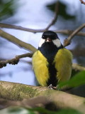 Great Tit, Overtoun House Dumbarton, Clyde