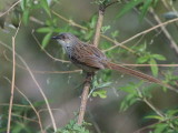 Striated Prinia, Trashigang, Bhutan