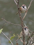 Eurasian Tree Sparrow, Gangtey la, Bhutan