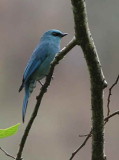 Verditer Flycatcher, Mo Chu valley, Bhutan