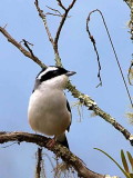 White-browed Shrike Babbler, Shemgang Road, Bhutan