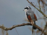 White-browed Shrike Babbler, Shemgang Road, Bhutan