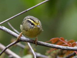 Yellow-throated Fulvetta, upper Lingmethang Road, Bhutan