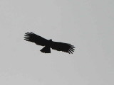 Black Eagle, upper Lingmethang Road, Bhutan