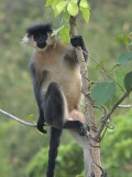 Capped Langur, Lingmethang Road, Bhutan