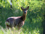 Roe Deer, Bishop Loch, Glasgow