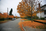 Dunnedin Street, Lochdale