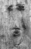 He woodn woof