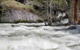 The river wild