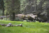 Fallen Sequoia