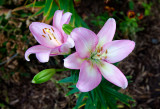 Two lilies