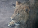 Captive