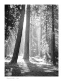 Sequoia N.P, CA