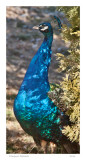 Pompous Peacock