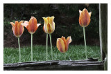 Backlit Tulips.