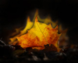 Autumn Fire