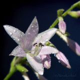 Hosta Flower