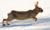 Run Rabbit, Run!