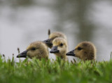 Rainy Goslings