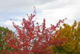 Oct 20 08 Fall Colors-6-2.jpg
