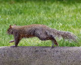 May 19 09 Squirrel-16.jpg