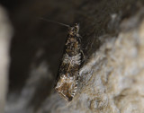 1387   Celypha cespitana  3742.jpg