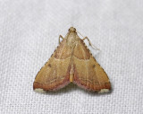1716   Endotricha flammealis  3838.jpg
