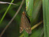 3118   Dysauxes ancilla  3866.jpg