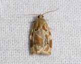 1309   Archips xylosteana  3932.jpg