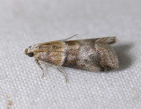 1750   Conobathra repandana  3974.jpg