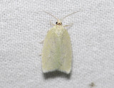 1235   Tortrix viridana  3993.jpg