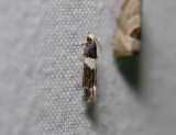 0980 Recurvaria leucatella 4171.jpg