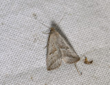 2589   Hypenodes humidalis  4198.jpg