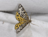 2238   Arichanna melanaria  4257.jpg