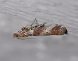 1751   Trachycera advenella  4269.jpg