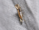 0475   Ypsolopha parenthesella  4521.jpg