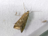 1889   Loxostege sticticalis  5054.jpg