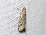 1764   Euzophera cinerosella  5060.jpg