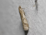 1764   Euzophera cinerosella  3848.jpg