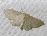 2309   Idaea sylvestraria  5184.jpg