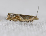 1531   Ancylis comptana  5233.jpg