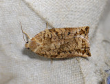 1305   Archips oporana  5297.jpg