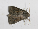 2824   Parastichtis suspecta  5929.jpg