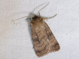 3049 Xestia sexstrigata 5956.jpg