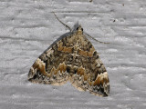 2375   Chloroclysta citrata  6009.jpg