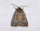 3016   Coenophila subrosea  6102.jpg