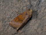 2870   Amphipoea lucens  6438.jpg