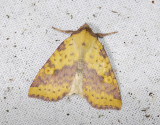 2747   Xanthia togata  6592.jpg