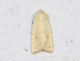 2748   Xanthia icteritia  6854.jpg