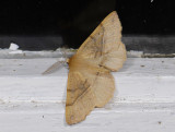 2217   Colotis pennaria  7017.jpg